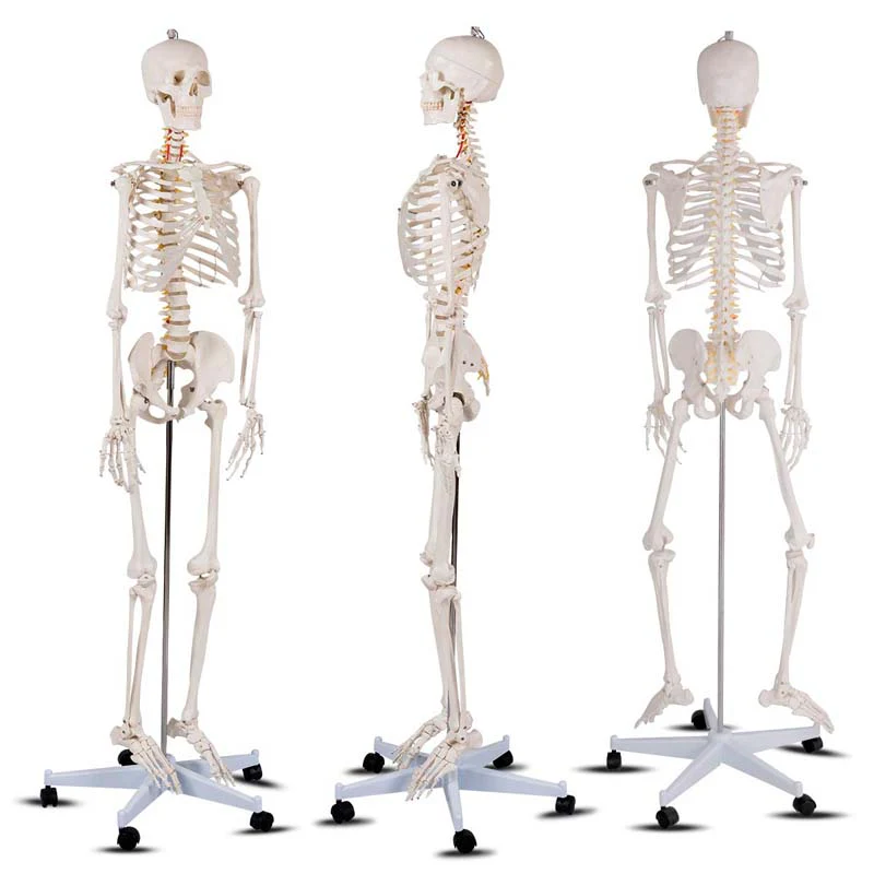 708Quot Life Size Human Anatomical Anatomy Skeleton Medical Model With Rolling Stand Removable Parts Poster Amp Dust Cover - Waterproof Protective Cover